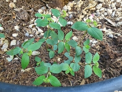 Euphorbia ophthalmica