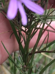 Galatella angustissima