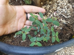 Euphorbia ophthalmica