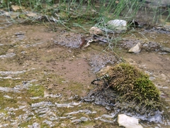 Planaeschna shanxiensis