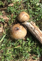 Amanita pantherina
