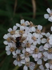 Tachinidae