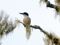 Todiramphus sanctus vagans