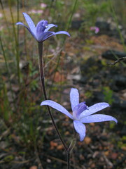 Cyanicula sericea