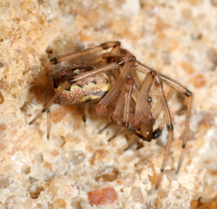 Enoplognatha