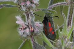 Zygaena