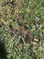 Canis lupus italicus