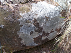 Lecanoromycetes