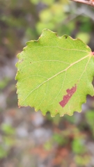 Aceria varia