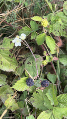 Rubus caesius