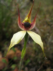 Caladenia macrostylis