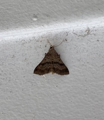 Bleptina caradrinalis