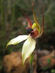 Caladenia macrostylis
