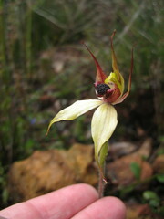 Caladenia macrostylis