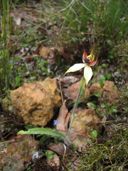 Caladenia macrostylis