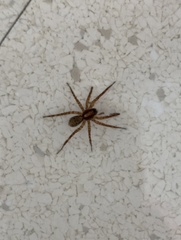 Lycosidae