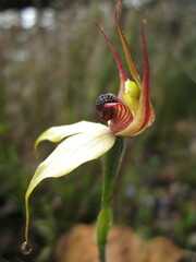 Caladenia macrostylis