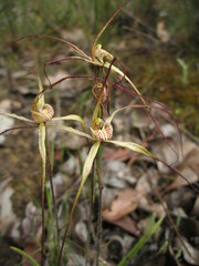 Caladenia polychroma
