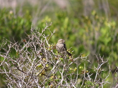 Crithagra flaviventris