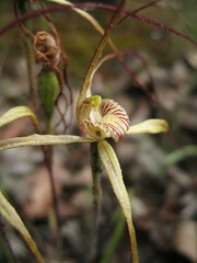 Caladenia polychroma
