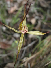 Caladenia polychroma