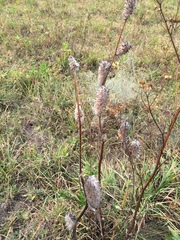 Astragalus alopecurus