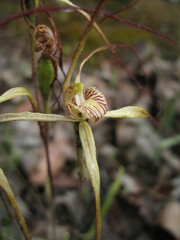 Caladenia polychroma