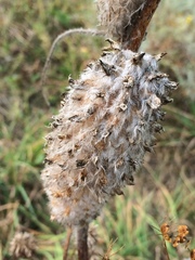 Astragalus alopecurus