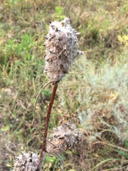 Astragalus alopecurus