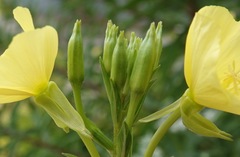 Oenothera