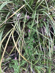 Fumaria bastardii