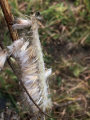 Astragalus alopecurus