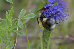 Volucella bombylans