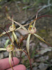 Caladenia polychroma