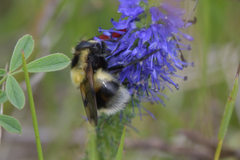 Volucella bombylans
