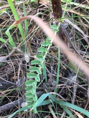 Astragalus alopecurus