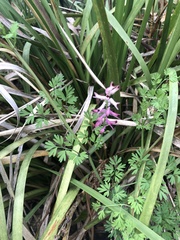 Fumaria bastardii