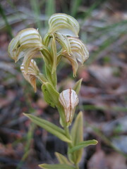 Pterostylis vittata