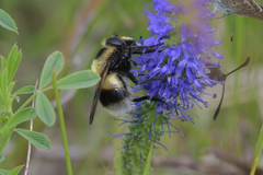 Volucella bombylans