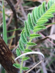 Astragalus alopecurus