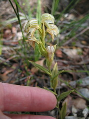 Pterostylis vittata