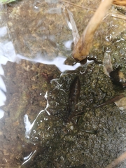 Cephalaeschna patrorum