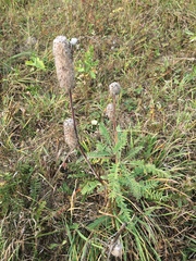 Astragalus alopecurus