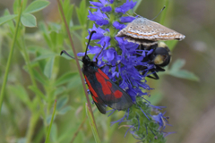 Zygaena