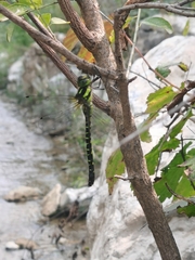 Planaeschna shanxiensis