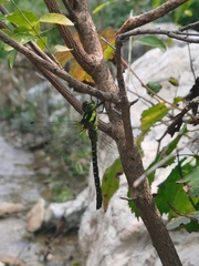 Planaeschna shanxiensis