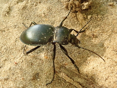 Carabus glabratus