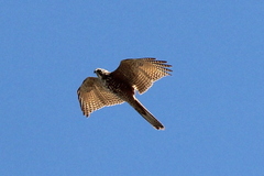 Accipiter cirrocephalus