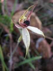 Caladenia macrostylis