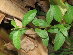 Maesa perlaria formosana